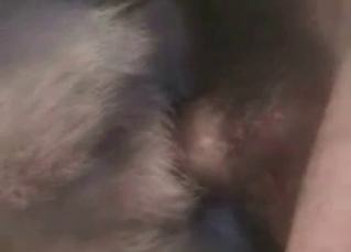 Dog’s hungry asshole penetrated