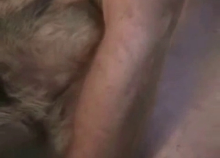 Dog’s hungry asshole penetrated