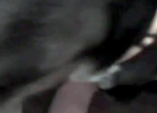Dog sure knows how to pleasure a lady orally