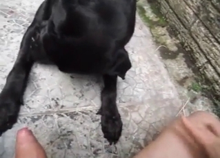 Dog being fucked by its male owner