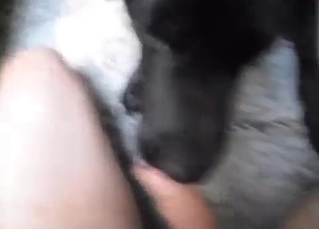 Dog being fucked by its male owner