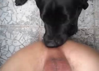 Dog being fucked by its male owner