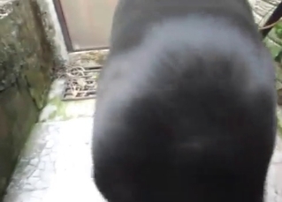 Dog being fucked by its male owner