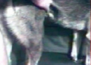 Tight animal asshole stretched out by a human cock