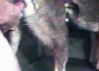 Tight animal asshole stretched out by a human cock