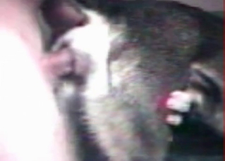 Tight animal asshole stretched out by a human cock