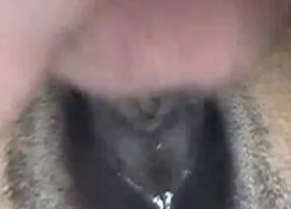Kinky animal fucked by a dude