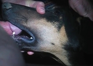 Doberman is a pro when it comes to BJs
