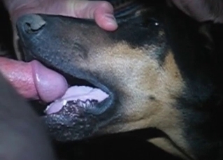 Doberman is a pro when it comes to BJs
