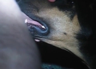Doberman is a pro when it comes to BJs