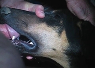 Doberman is a pro when it comes to BJs
