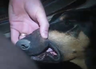 Doberman is a pro when it comes to BJs