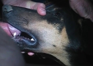 Doberman is a pro when it comes to BJs