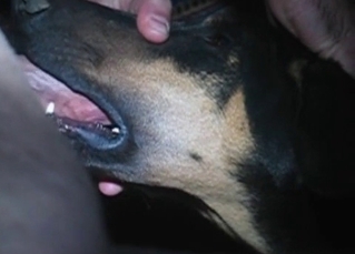 Doberman is a pro when it comes to BJs