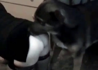 Sexy dog fucking her holes