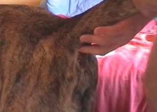 Dog gets ready for some steamy anal