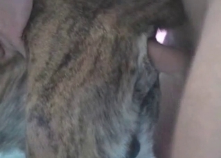 Dog gets ready for some steamy anal