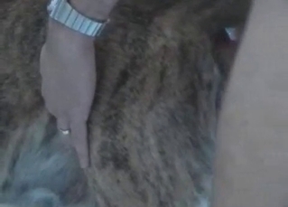 Dog gets ready for some steamy anal