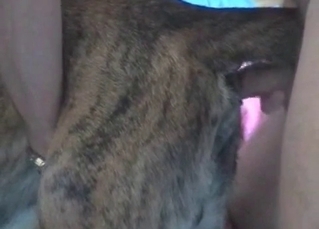 Dog gets ready for some steamy anal