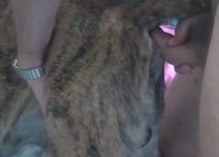 Dog gets ready for some steamy anal