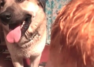 MILF fucking a cute, innocent doggy