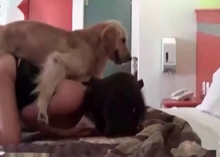 Retriever doing its thing