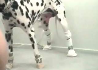 Skillful Dalmatian screwing