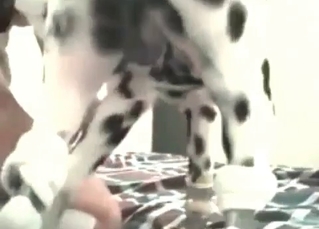 Skillful Dalmatian screwing