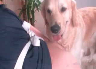 Slutty retriever loves fucking humans