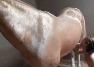 Horse dick getting blown happily