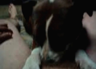 Dog sucking cock with passion