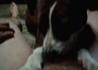 Dog sucking cock with passion