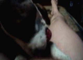 Dog sucking cock with passion