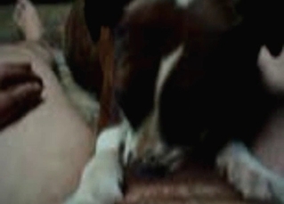 Dog sucking cock with passion