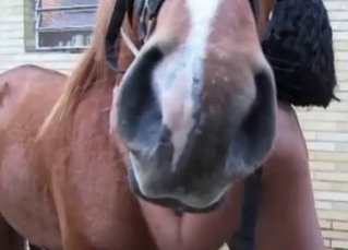 Wifey can’t get enough of that horse cock