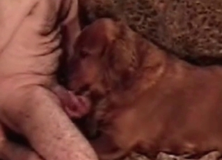 This tyke loves sucking cocks