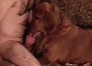 This tyke loves sucking cocks