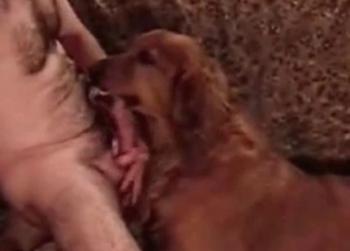This tyke loves sucking cocks