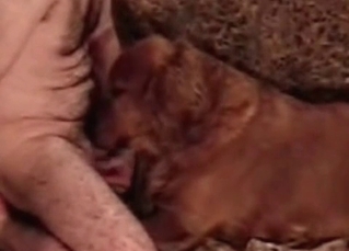 This tyke loves sucking cocks