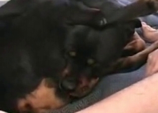 Kinky dog with amateurs