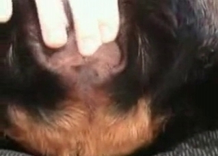 Kinky dog with amateurs