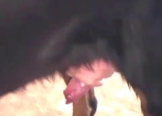 Nice pussy fucked by a dog