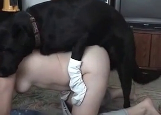 Girl orgasming from mongrel’s tongue
