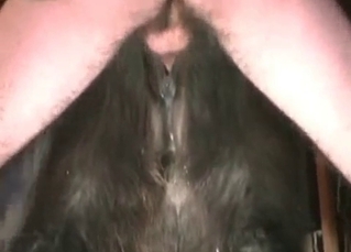 Anal sex for a kinky horse