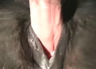 Anal sex for a kinky horse