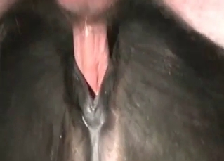 Anal sex for a kinky horse