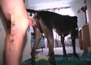 Black dogs love sex a lot