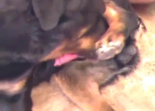 Kinky messy sex with a dog