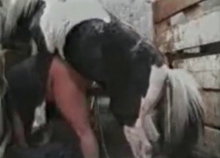 Horse railing a chick
