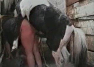 Horse railing a chick